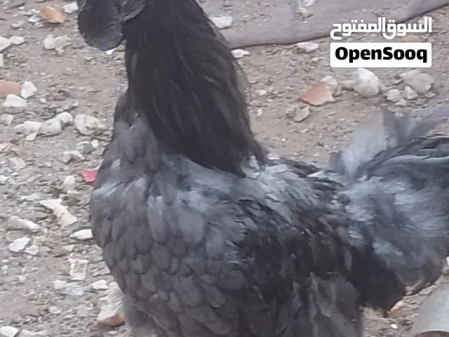 ديك لامبرقينى الله يبارك