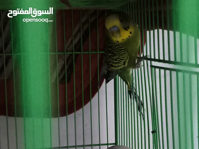 السلام عليكم طيور حب وكوكتيلات للبيع مكان قبله حي المهندسين الثانيه شارع المقيمين