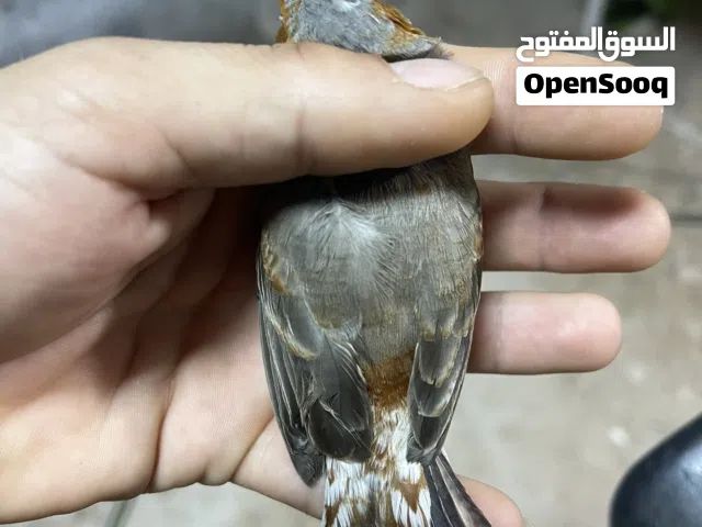زوجين فول اورنج كري.  اقره الوصف