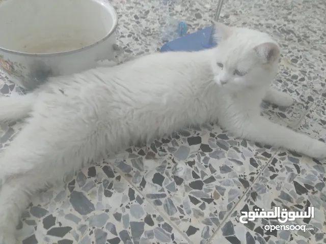 قطه أنثى ام وعيونها الوان مظلومة