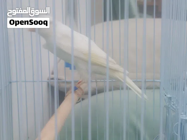 كناري شرط التغريد