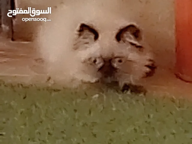 قط ذكر هملايا بيور
