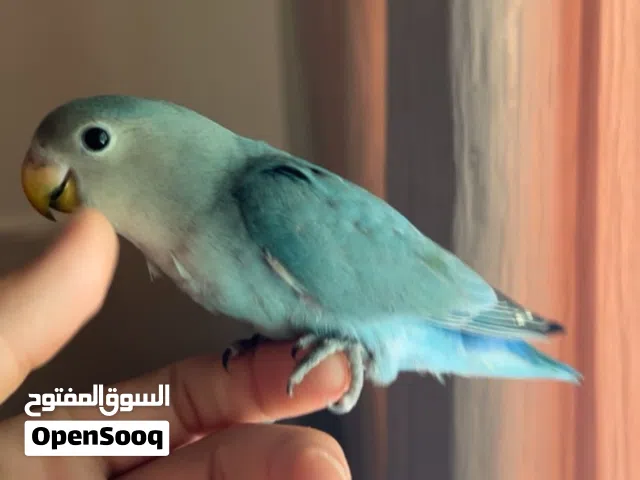 فرخ روز اليف عجينه بالايد
