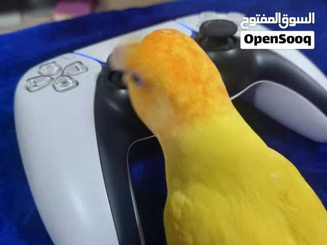 لايف بيرد أليف
