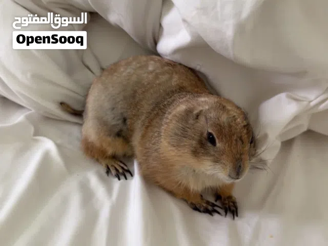الجلب البراري ذكر