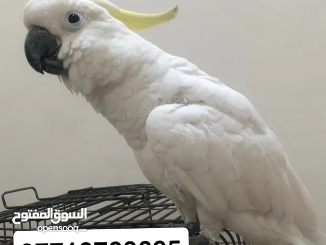 ببغاء كوكاتو سلفر كرست