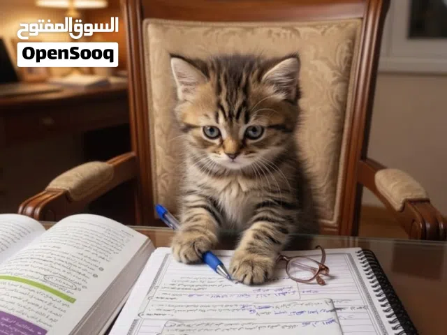 قطة شيرازي للبيع