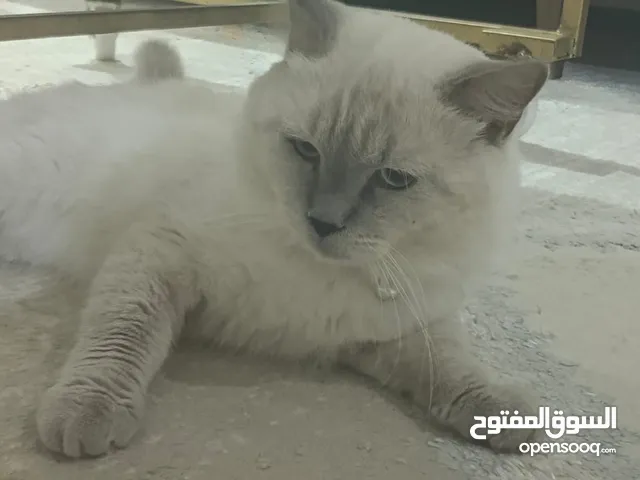 قط ذكر للبيع