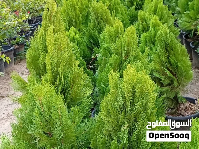 تنسيق الحدائق فن يمزج بين الطبيعة والإبداع لتحويل المساحات الخارجية إلى لوحات فنية تبعث البهجة