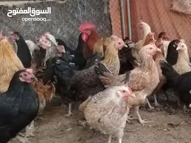 دجاج عماني للبيع