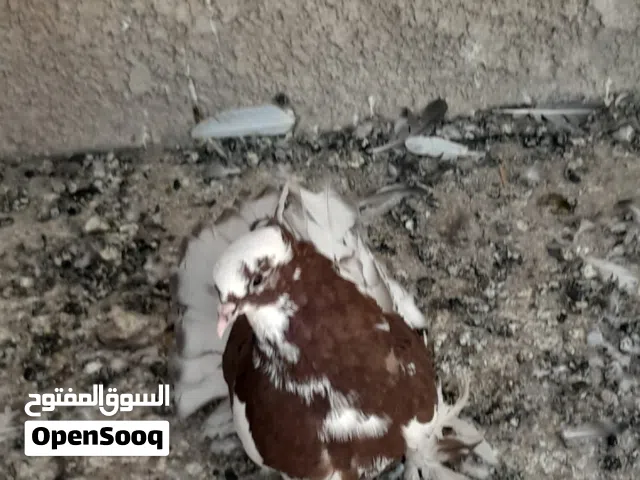 حمام هنادي للبيع زوج بـ10 وبيهن مجال