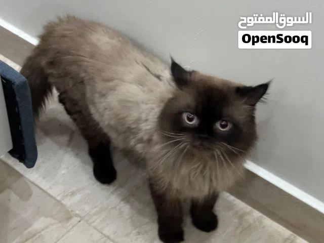 الذكر جاهز للإنتاج، قم بتوفير الإناث له ولا تقلق بشأنه، فهو يعمل بفعالية.