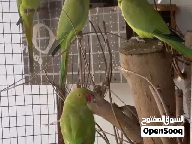 يتوفر روز زوجين ودره وبادجي وقفص خشبي