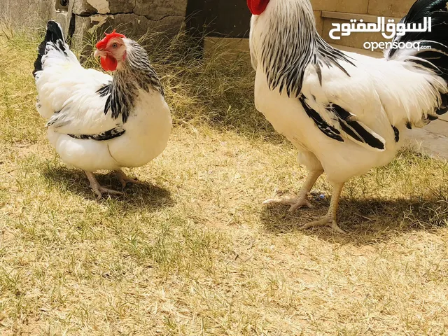 دجاج سايكس (سوسيكس الإنجليزي)