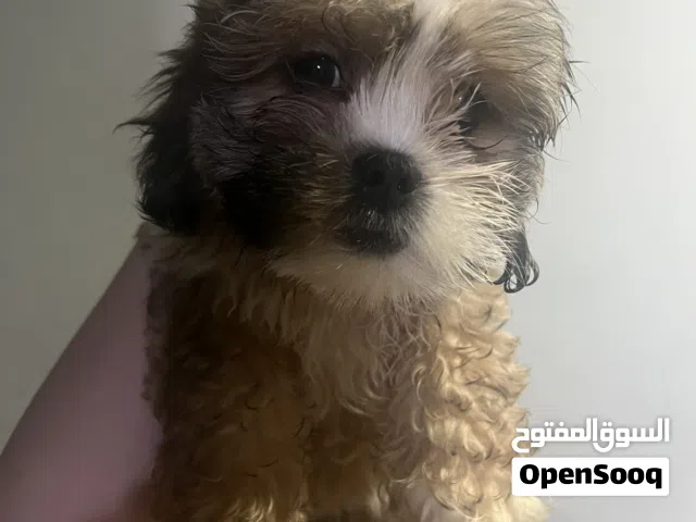Shih Tzu 6 Months Old Female