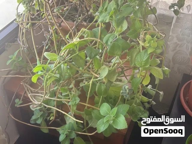 Awesome indoor plants for sale