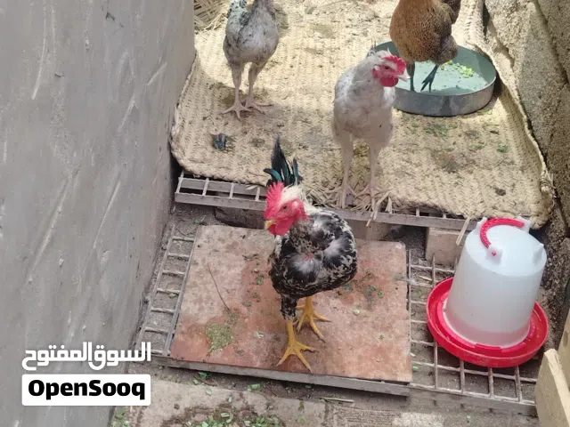 فقط ديوجه للبيع اول واحد ابو ركيبه
