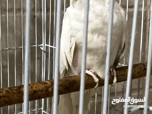 طير كوكتيل ذكر جاهز للانتاج