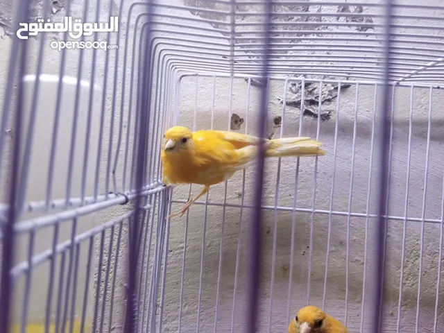 طيور كنار مخاليف