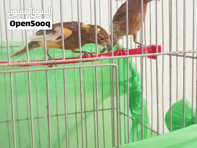 مخلفين واحد نحاسي والثاني زيتي ملطش أصفر عمر ثلاث شهور ونص حبات ناعمه ورأس خرزه ورفع