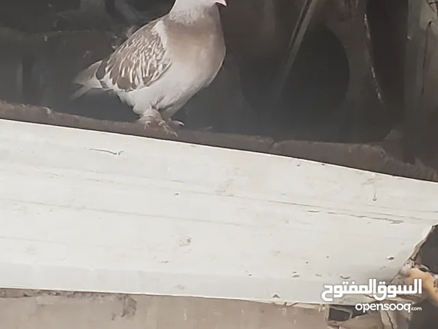 حمام للبيع تركي
