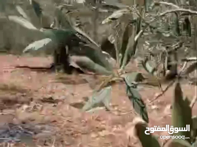 Residential Land for Sale in Ramallah and Al-Bireh Kafr Ni'ma