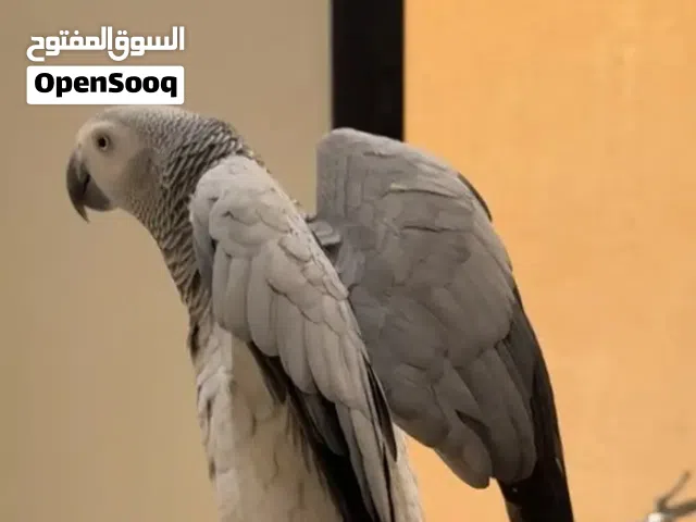 مطلوب كاسكو للشراء بسعر مناسب