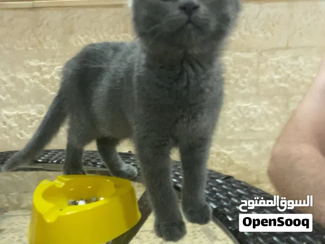 قطه سكوتش فولد