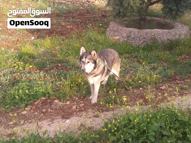 لعشاق التميز أنثى هاسكي مالموت عضم عريض ضخمه لون رمادي غامق بسعر مناسب للجميع صحه ونضافه السعر على