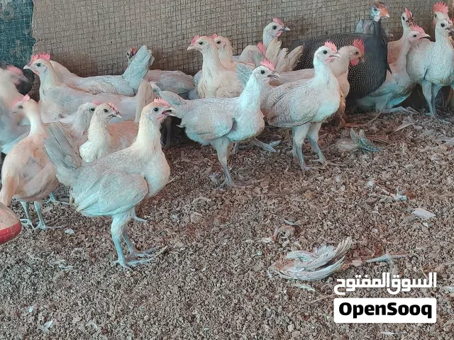 للبيع صيصان الفيومي ألمنيوم العمر قريب ثلاثة شهور ملاحظة كلهن ذكور لا يوجد إناث سعر الحبه ريال ونص