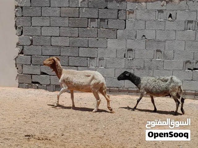 2نعاج وطنيات الله يبارك عشار بادن الله سنهم جمع صغير محصنات وسليمات من العيوب والامراض...
