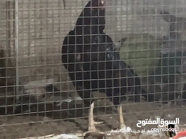 للبيع تابع الوصف