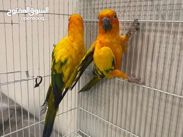 ثنين صن كنيور