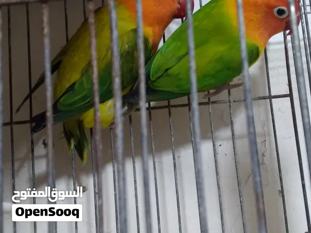 جوز فيشر تحته بيض