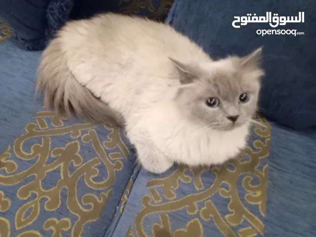 قطه سكوتش فولد براون و قطه هملايا همالايا شوكلت شبه تبني للتبني