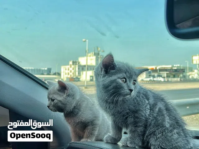 قطه سكوتش فولد