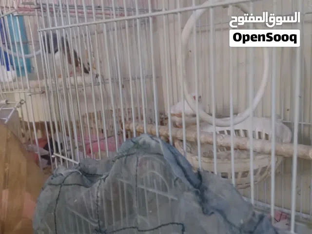 طيور زيبرا مع القفص