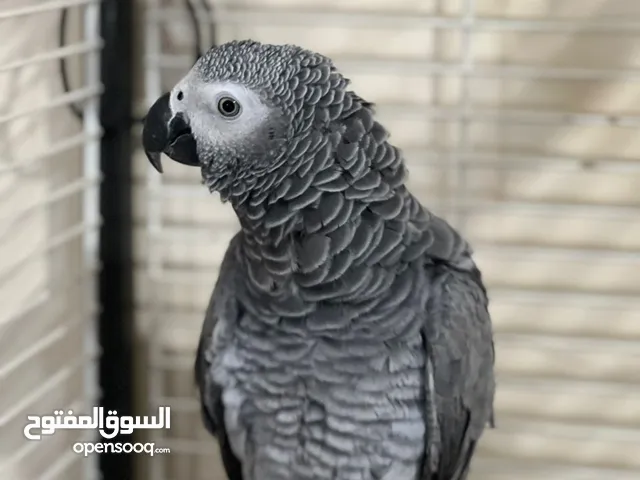 ببغاء جنزباري