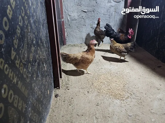 4دجاجات  مع ديك عرب للبيع