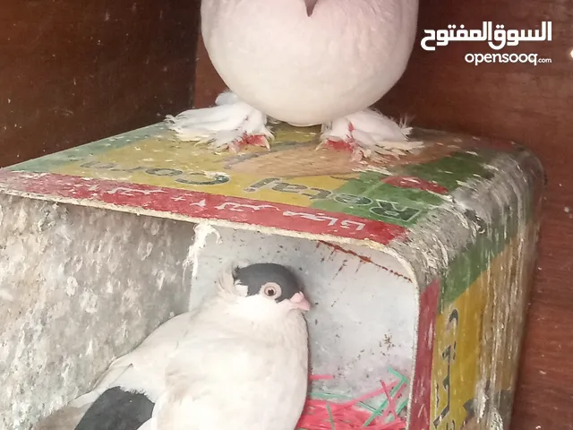 طيور حمام جوز