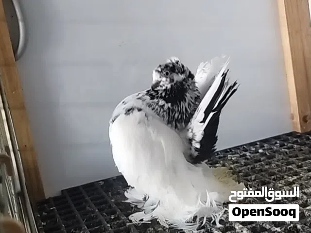 ربي يبارك ماشاء الله انتي فوليه مصوقرة مواصفات قويه سعرها 500 من لاخير