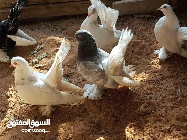 كوبيه روسي معها انتاجها