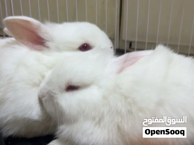 ارنب هولندي