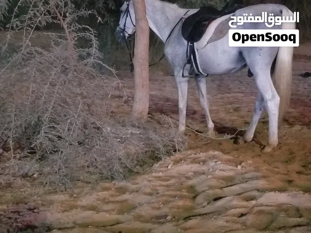 خيال انكليزي فحل للبيع