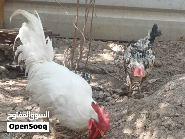 ديج ودجاجة
