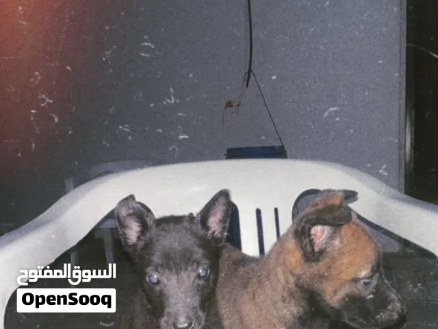 مالينوا شربوني ربي يبارك