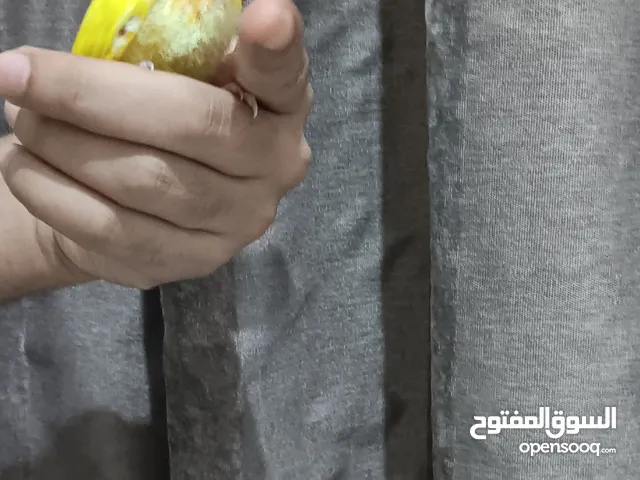 طير روز اليف