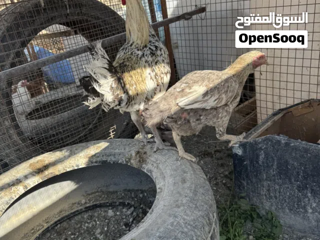 دجاج من النوع الباكستانية و محليات ما شاء الله احجام وزن ومنتجات