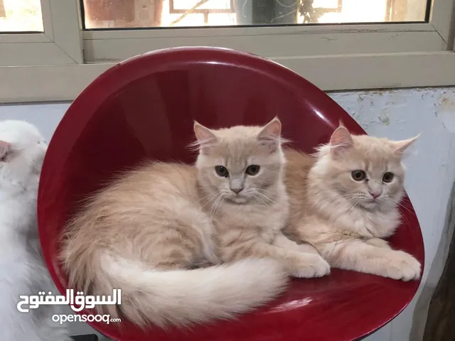 Persian Cats