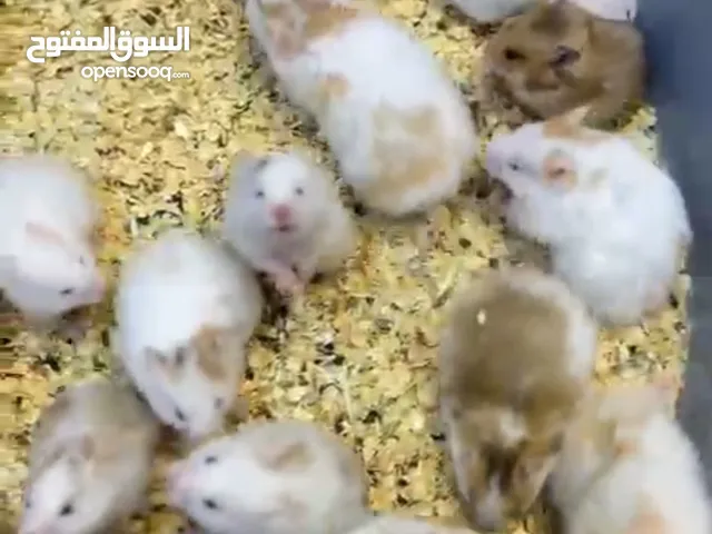 هامسترات سوريه للبيع انتج عراقي